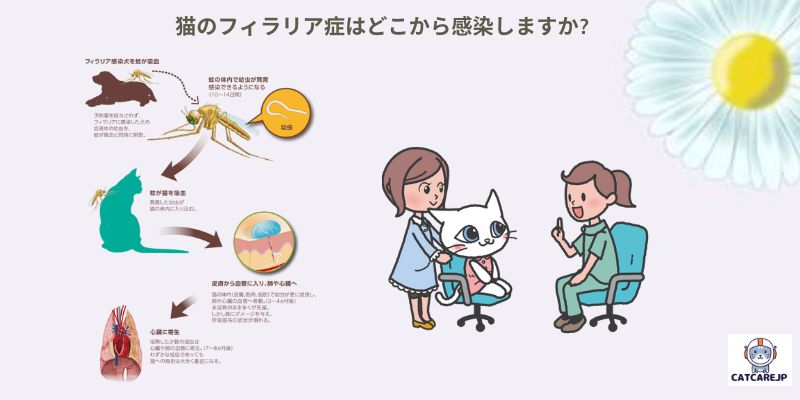 猫のフィラリア症はどこから感染しますか?