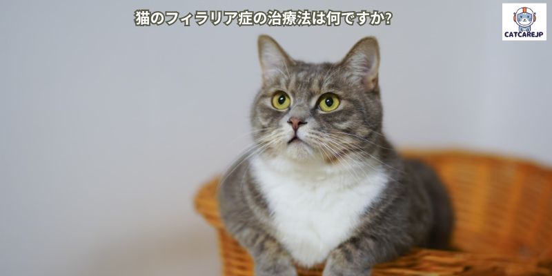 猫のフィラリア症の治療法は何ですか?