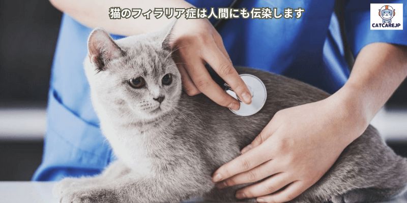 猫のフィラリア症は人間にも伝染します