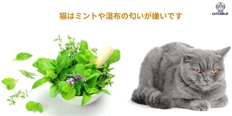  猫はミントや湿布の匂いが嫌いです