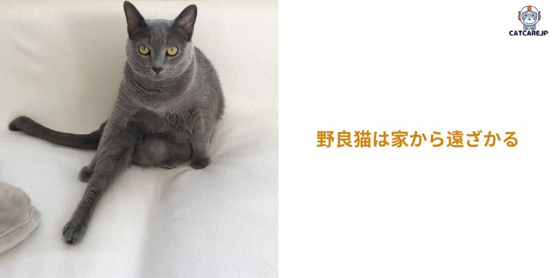 野良猫は家から遠ざかる