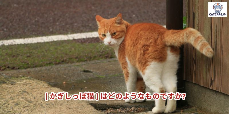  [ かぎしっぽ猫 ] はどのようなものですか?