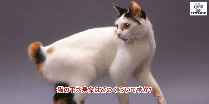 猫の平均寿命はどのくらいですか?