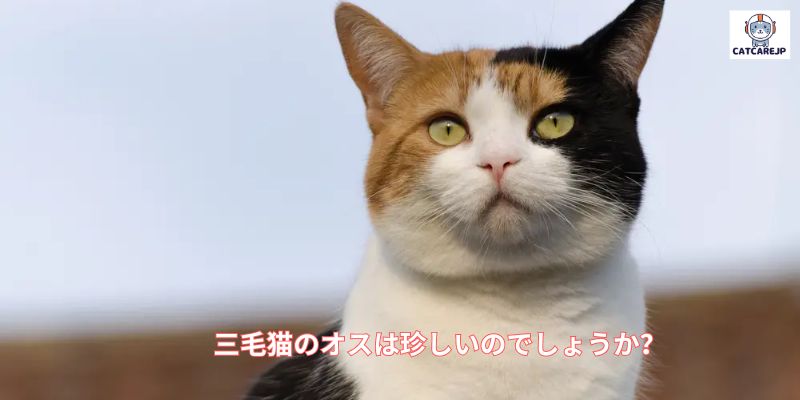 三毛猫のオスは珍しいのでしょうか？