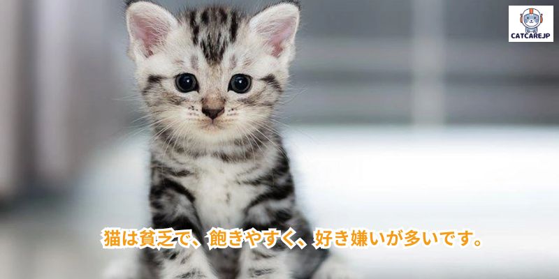 猫は貧乏で、飽きやすく、好き嫌いが多いです。