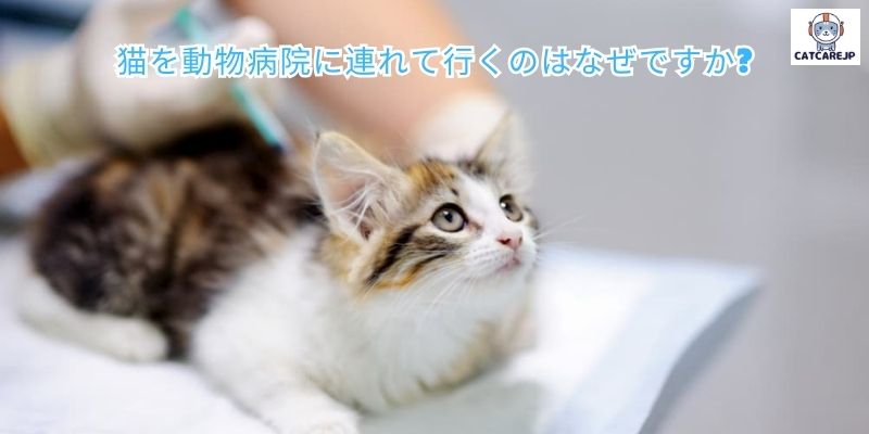 猫を動物病院に連れて行くのはなぜですか?