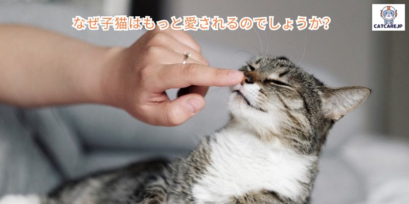 なぜ子猫はもっと愛されるのでしょうか？