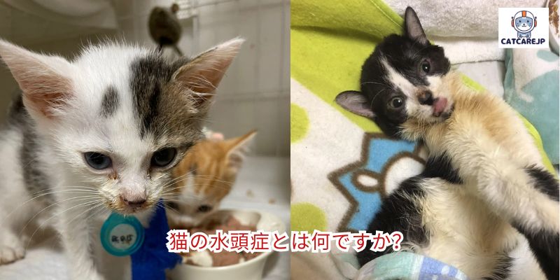 猫の水頭症とは何ですか？