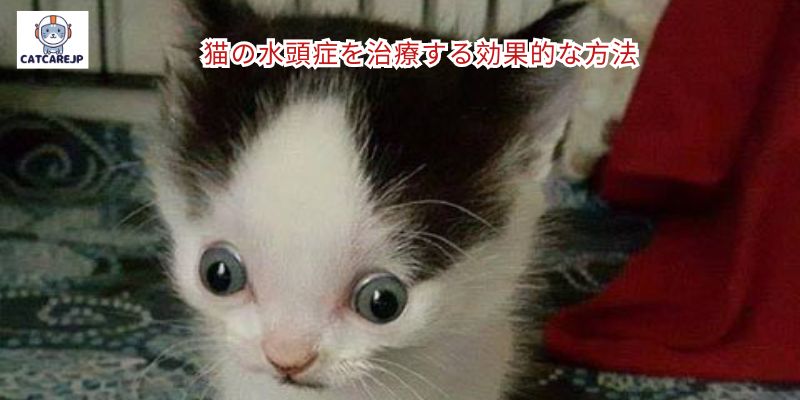 猫の水頭症を治療する効果的な方法