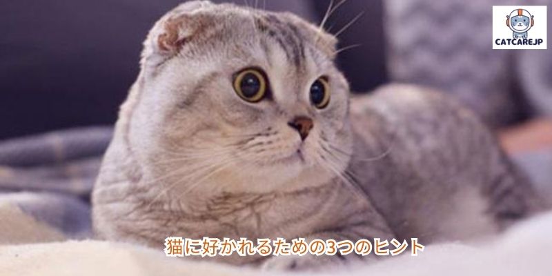 猫に好かれるための3つのヒント