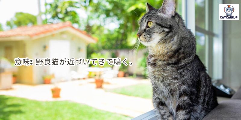 意味: 野良猫が近づいてきて鳴く。