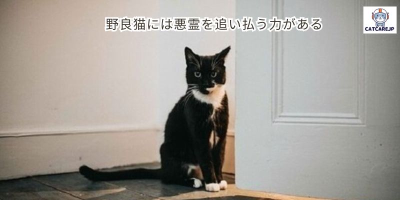 野良猫には悪霊を追い払う力がある