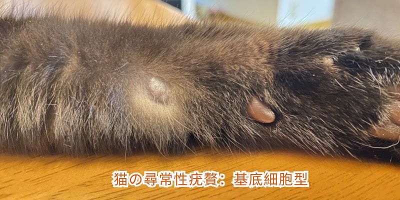 猫の尋常性疣贅：基底細胞型