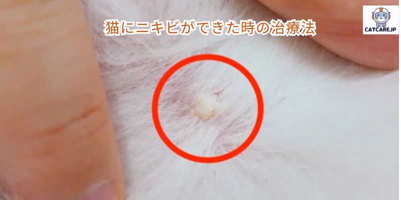 猫にニキビができた時の治療法