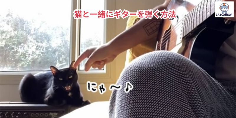 猫と一緒にギターを弾く方法