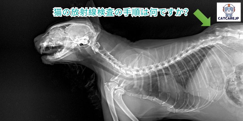 猫の放射線検査の手順は何ですか？