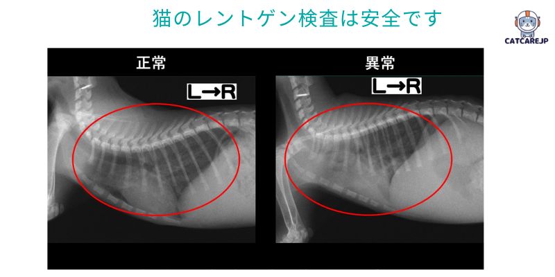 猫のレントゲン検査は安全です