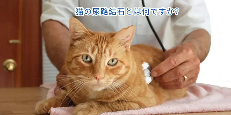 猫の尿路結石とは何ですか？