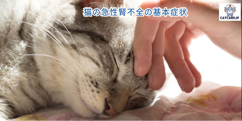 猫の急性腎不全の基本症状