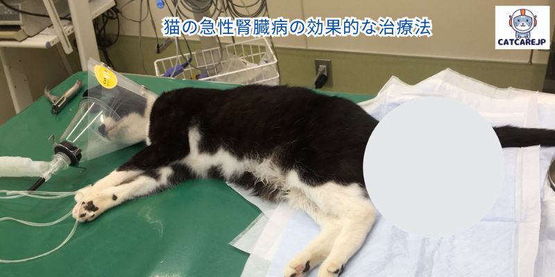 猫の急性腎臓病の効果的な治療法