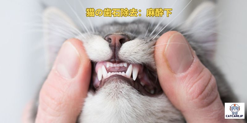 猫の歯石除去：麻酔下