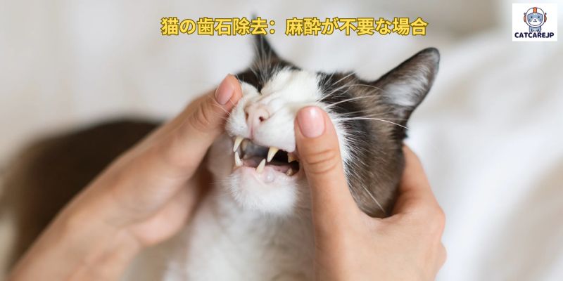 猫の歯石除去：麻酔が不要な場合