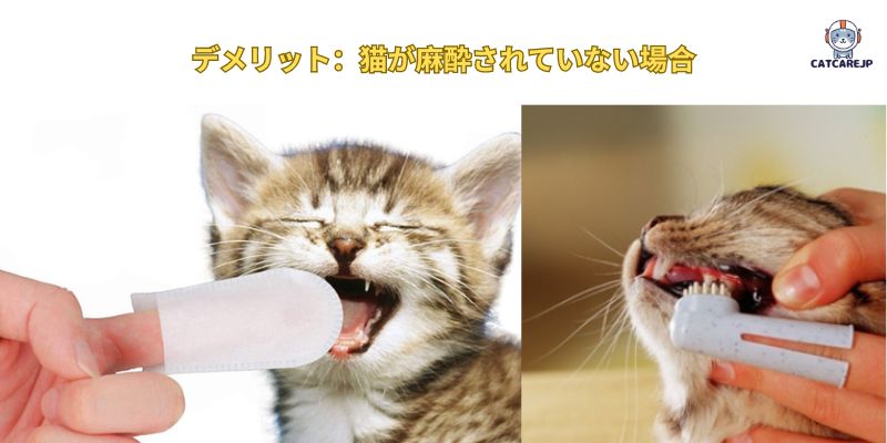 デメリット：猫が麻酔されていない場合