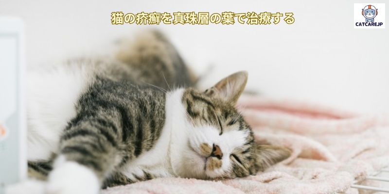 猫の疥癬を真珠層の葉で治療する