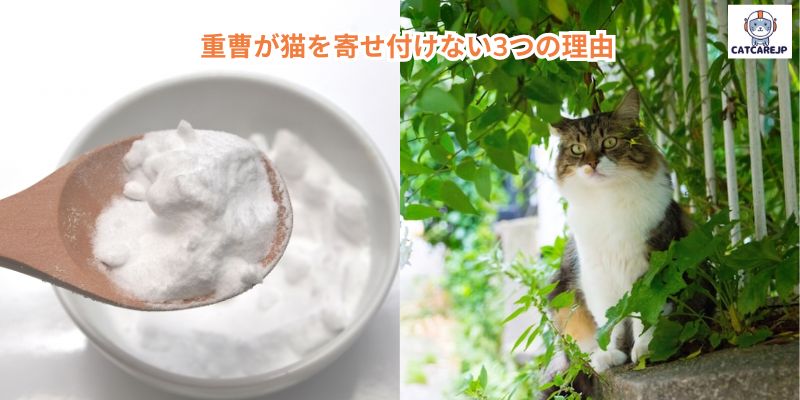 重曹が猫を寄せ付けない3つの理由