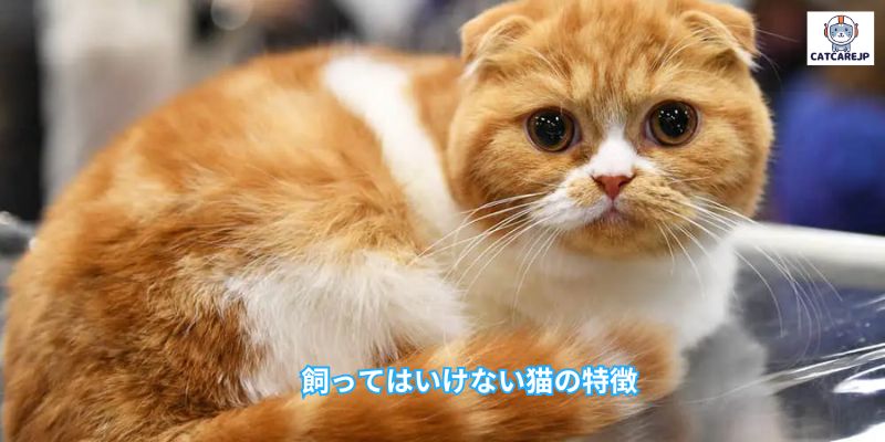  飼ってはいけない猫の特徴