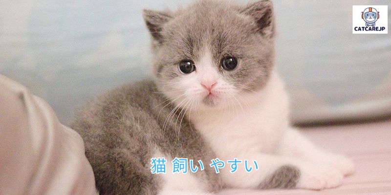 猫 飼い やすい