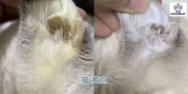 猫 黄疸