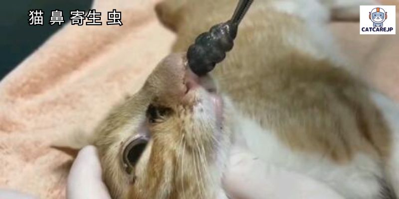 猫 鼻 寄生 虫