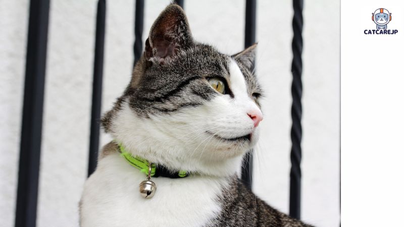 猫 首輪を購入する場合、安全であることをどのように確認できますか?