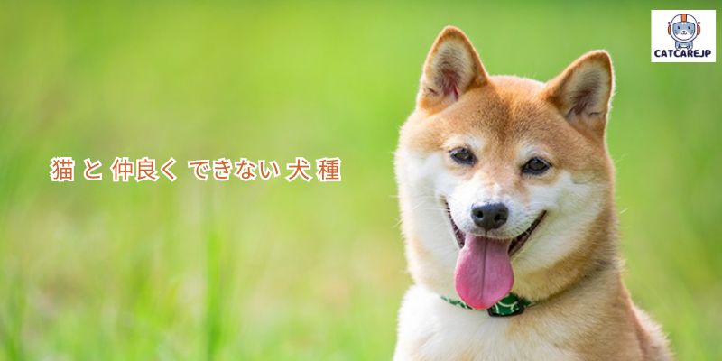 猫 と 仲良く できない 犬 種