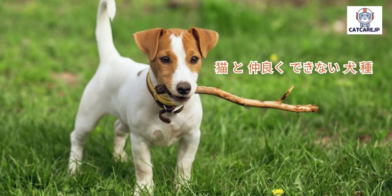 猫 と 仲良く できない 犬 種