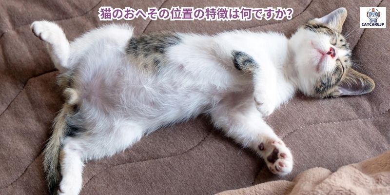 猫のおへその位置の特徴は何ですか？