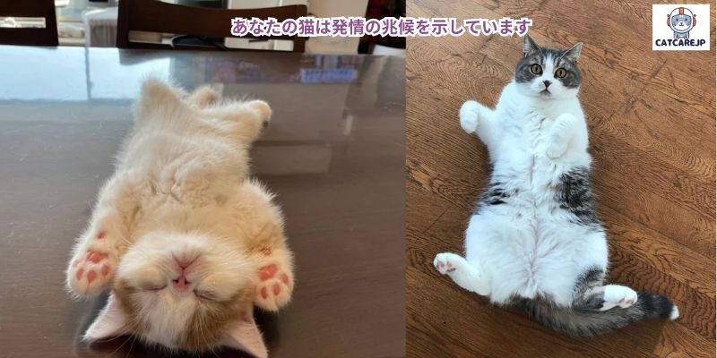 あなたの猫はあなたの注意を望んでいます