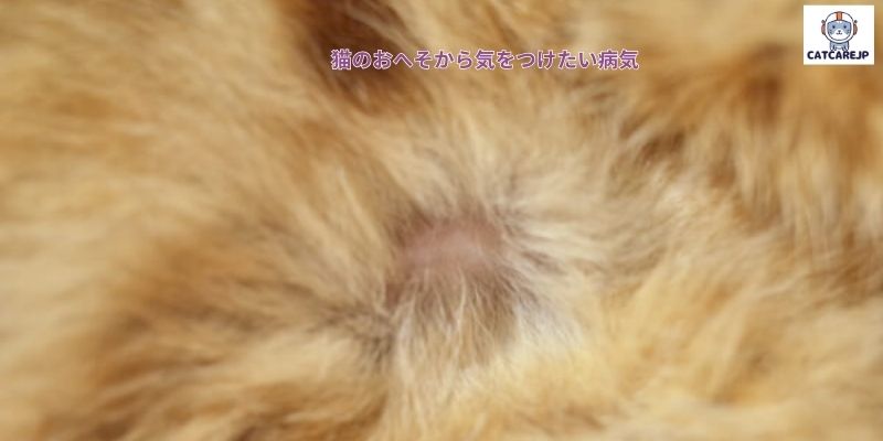 猫のおへそから気をつけたい病気