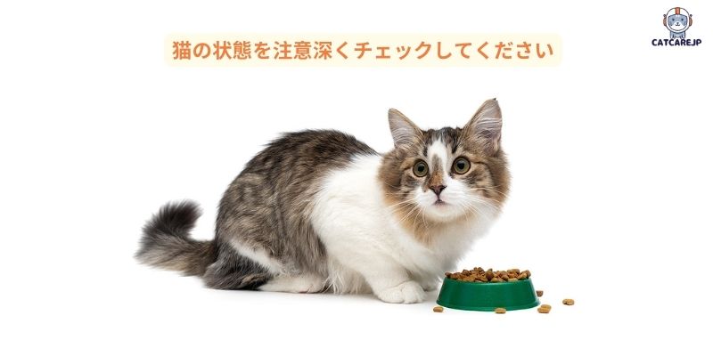 猫の状態を注意深くチェックしてください