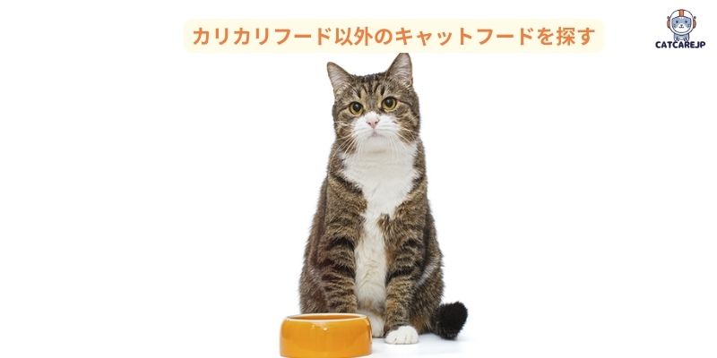 カリカリフード以外のキャットフードを探す