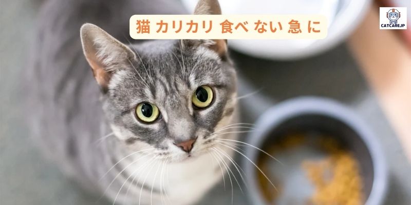 猫 カリカリ 食べ ない 急 に