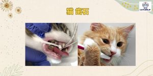猫 歯石