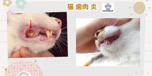 猫 歯肉 炎