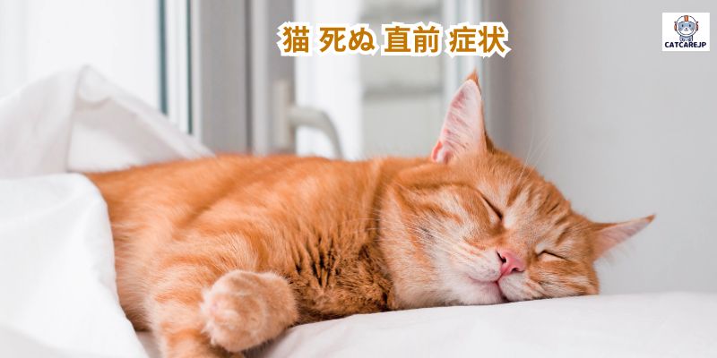 猫 死ぬ 直前 症状