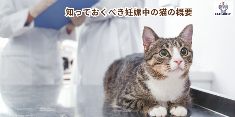 知っておくべき妊娠中の猫の概要