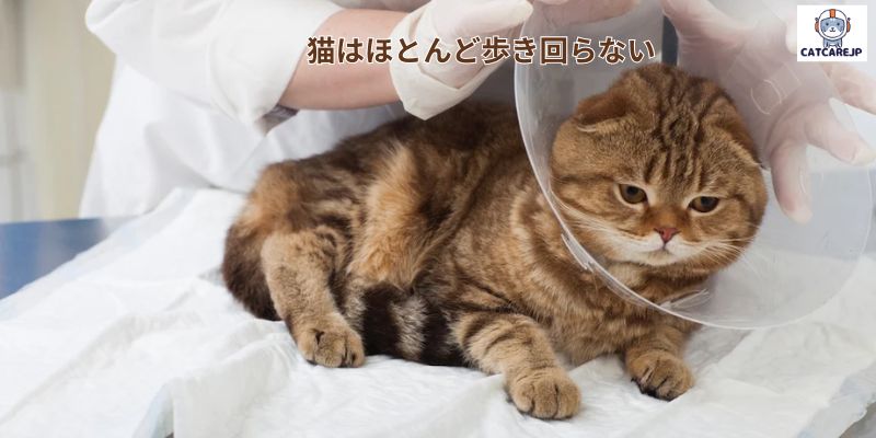 猫はほとんど歩き回らない