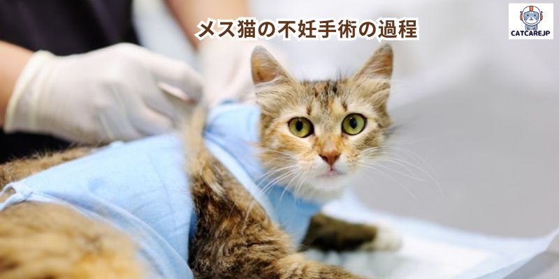 メス猫の不妊手術の過程