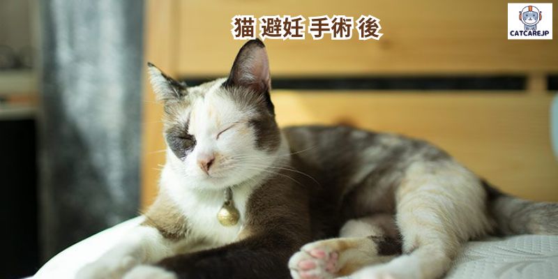 猫 避妊 手術 後