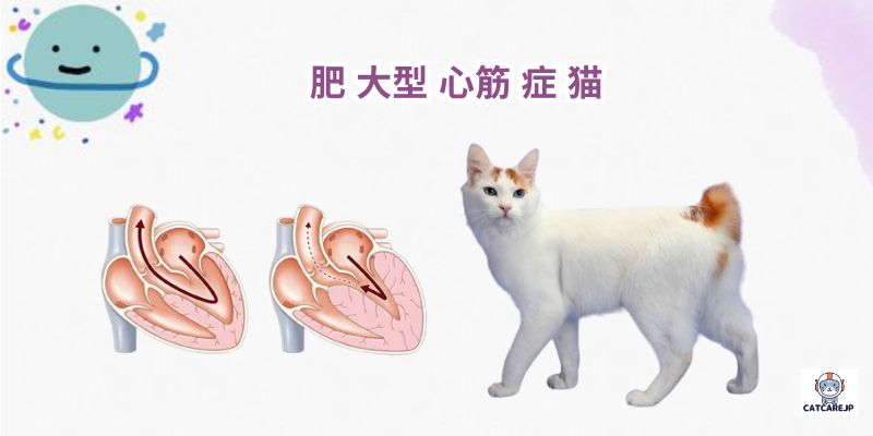 肥 大型 心筋 症 猫